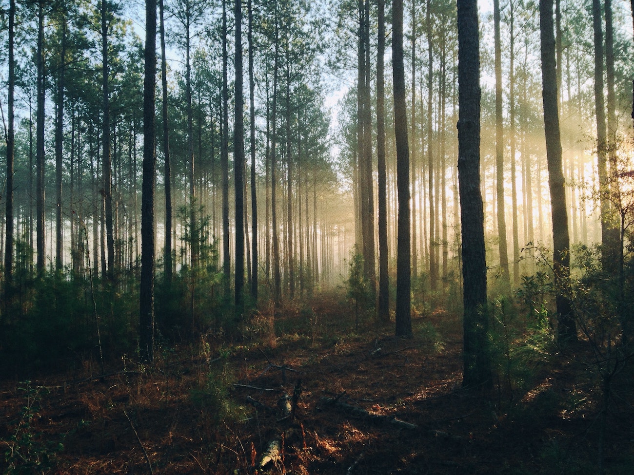 bosques en peligro de extinción