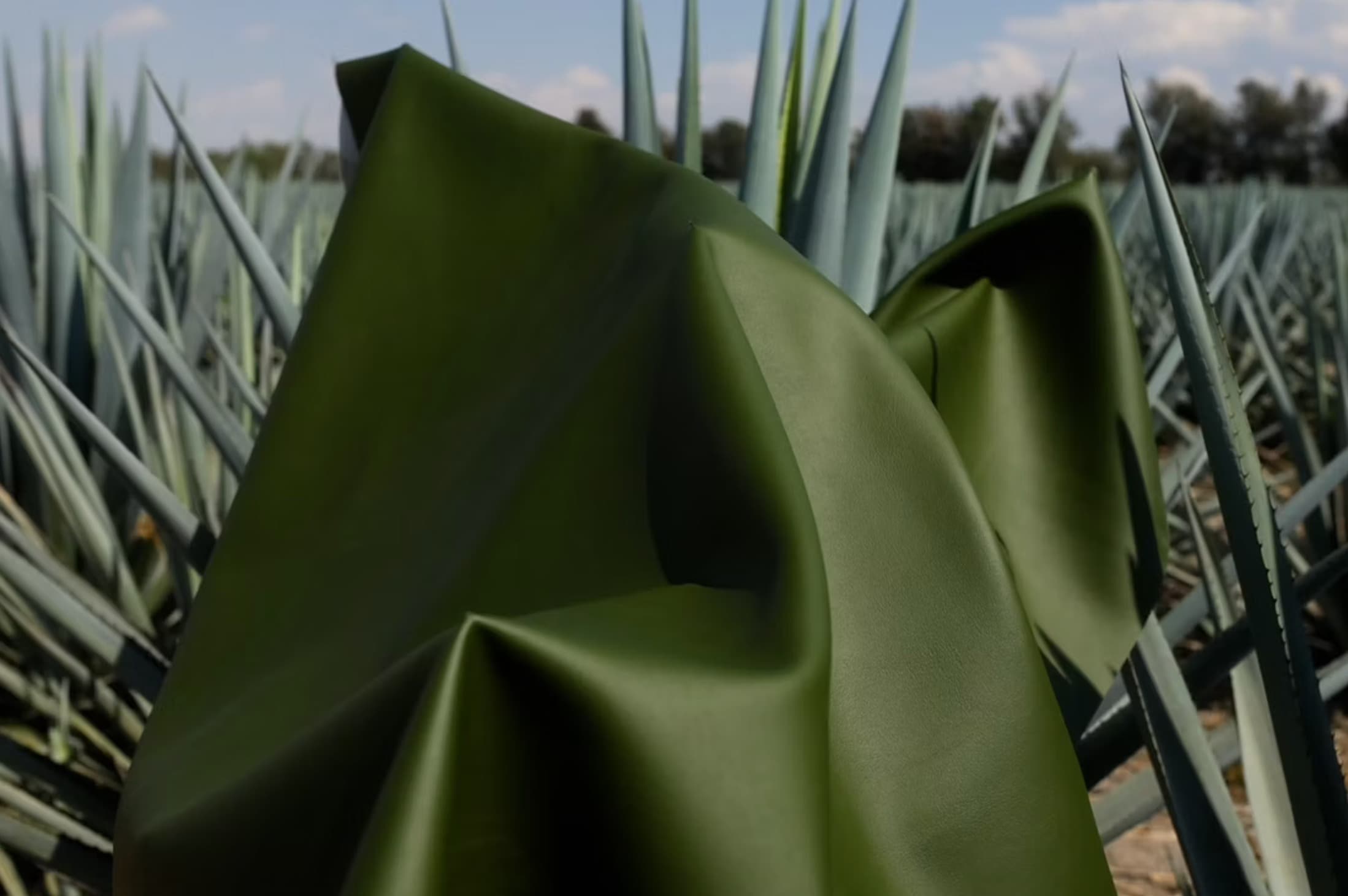 México y el nacimiento del agave, la nueva piel vegana más sostenible
