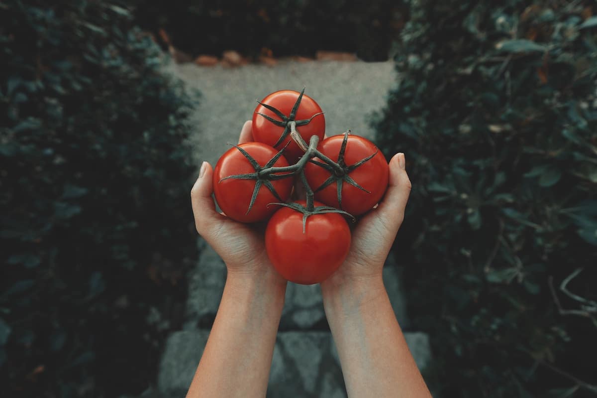 Cuero vegano fabricado a partir de piel de tomates: existe y es 100% biodegradable