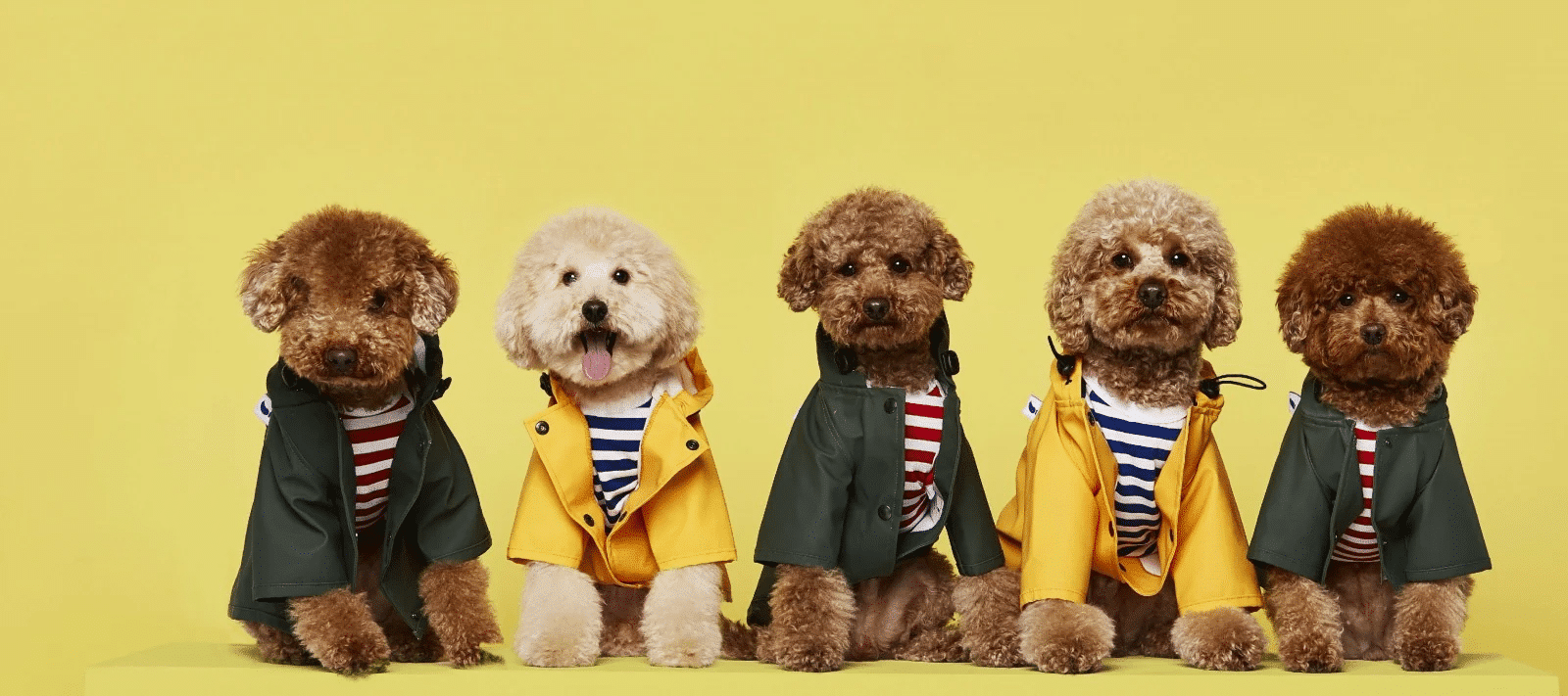 Moda sostenible para nuestras mascotas con sello nacional