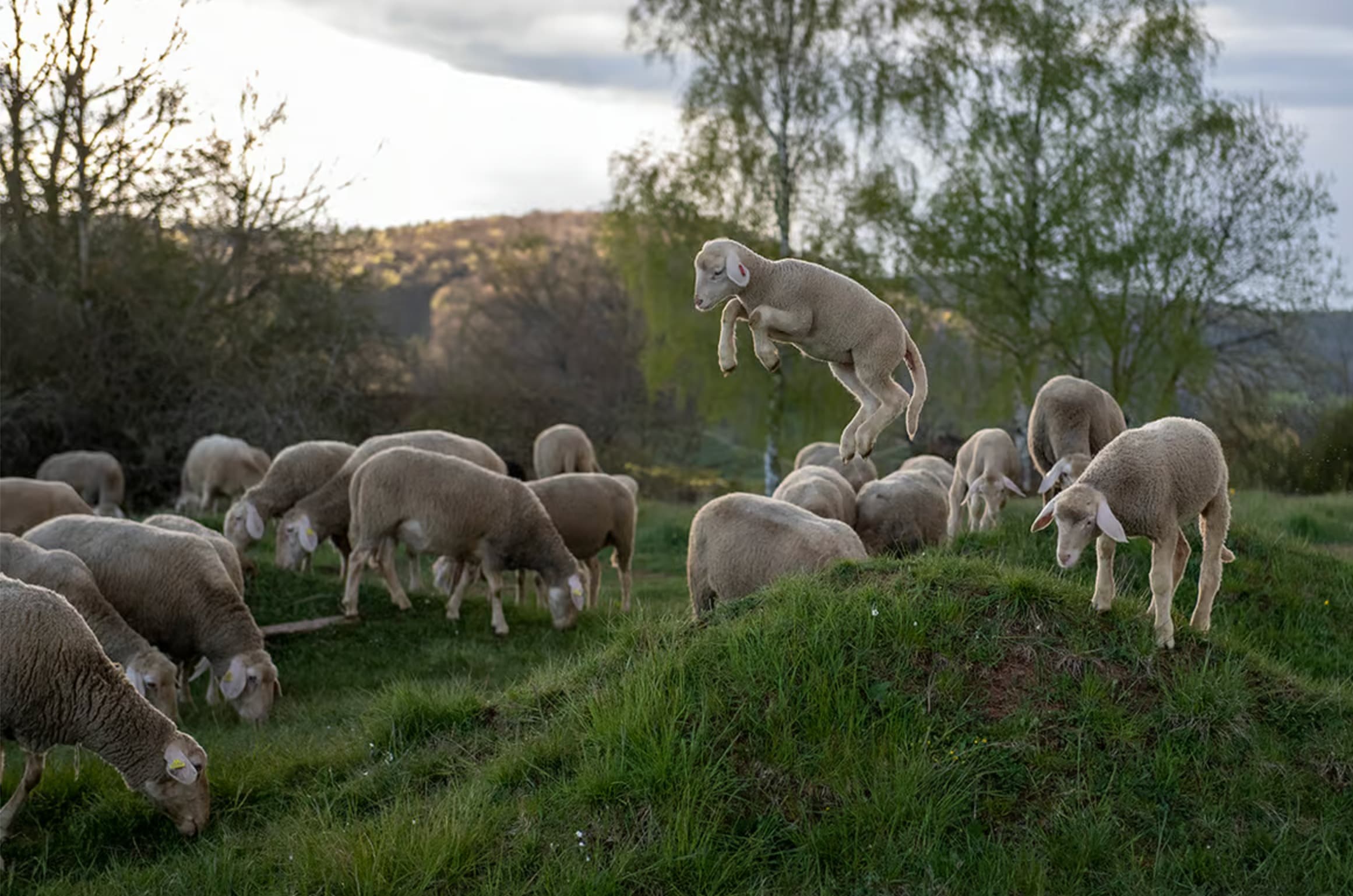 mulesing