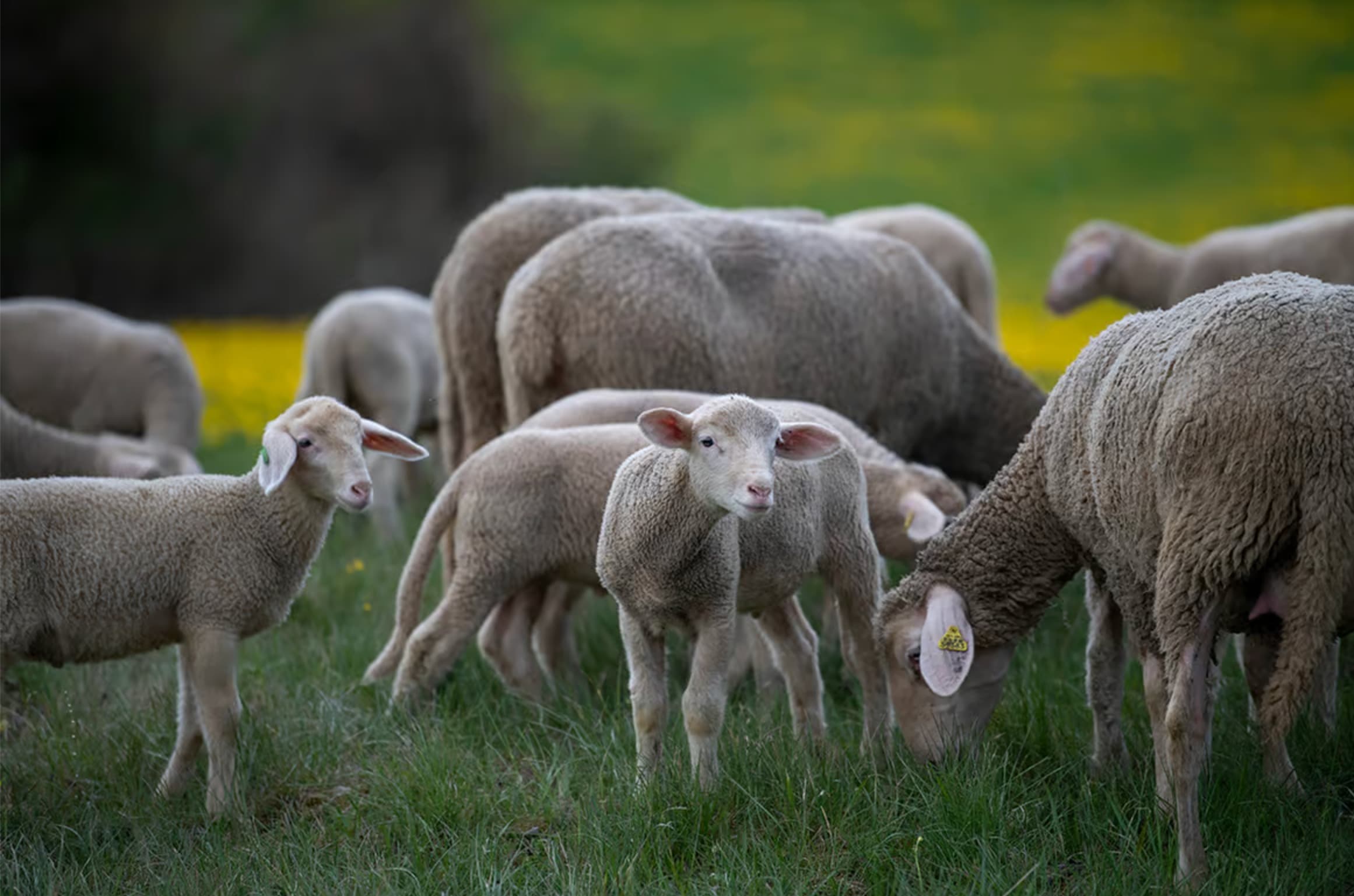 mulesing
